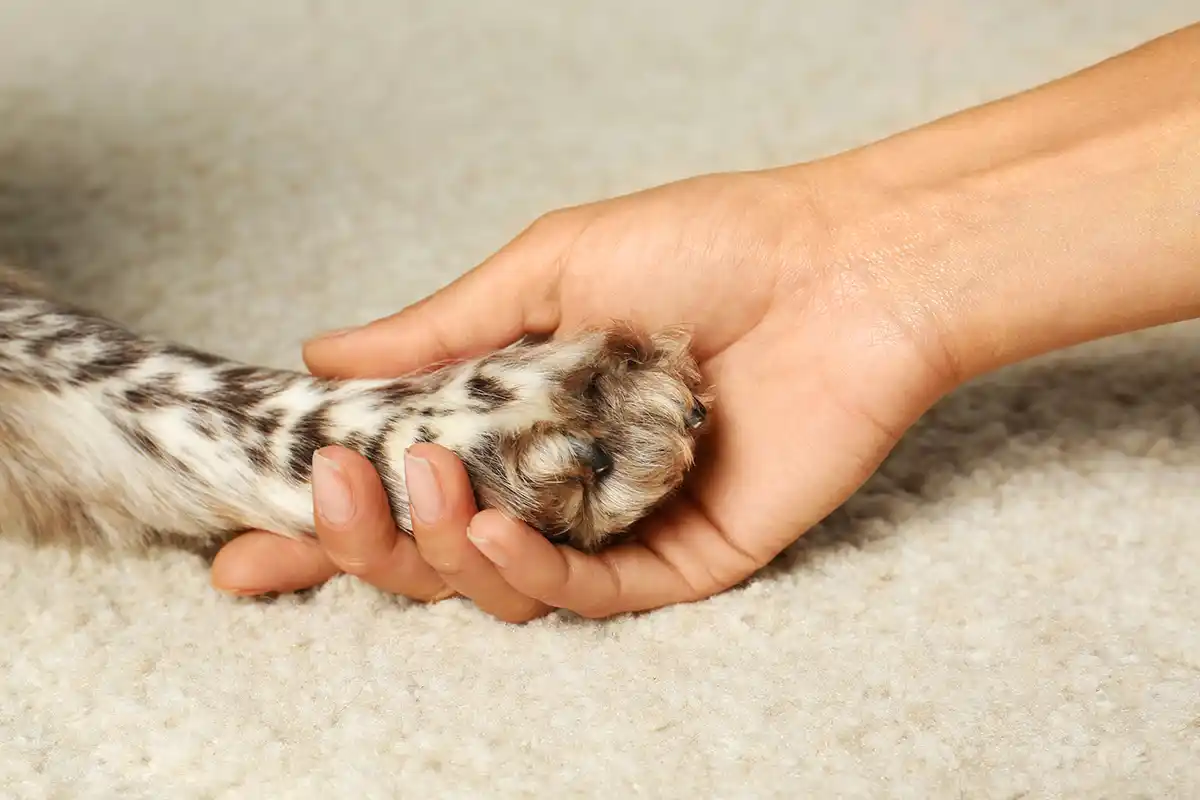 Lavado de Alfombras Las Condes